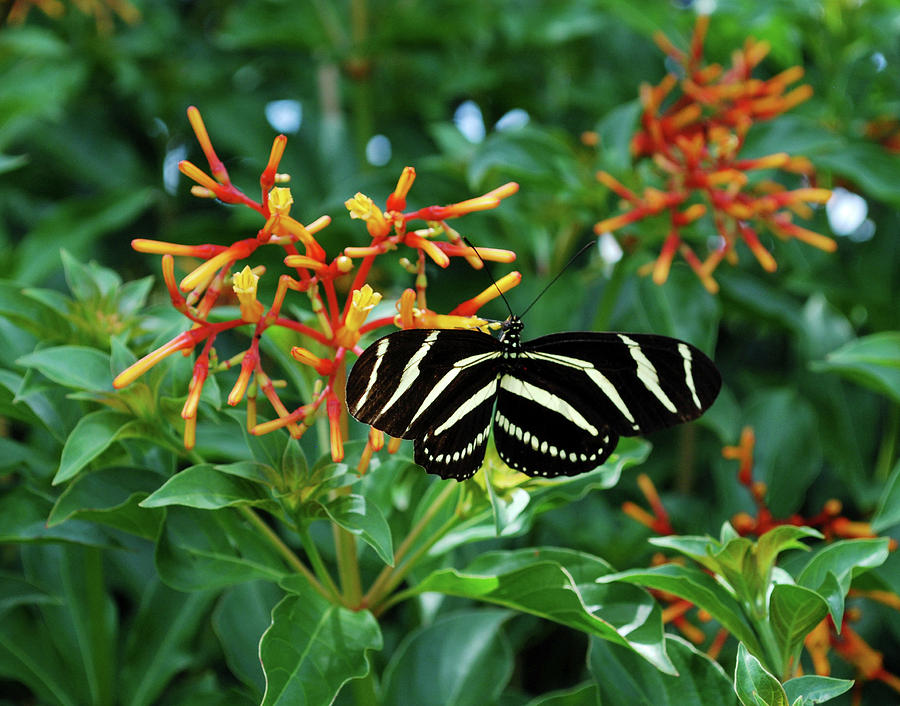 Zebra Longwing Photograph by Carol Lloyd - Fine Art America