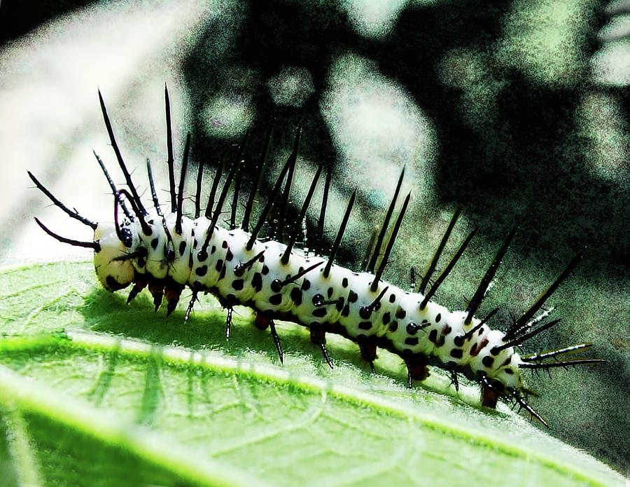 Butterfly Photograph - Zebra-longwing caterpillar by Edelberto Cabrera