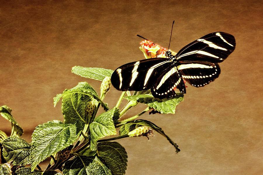 Zebra Longwing Photograph by Dawn Currie