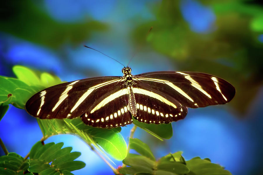 Zebra Longwing Photograph by Mark Andrew Thomas