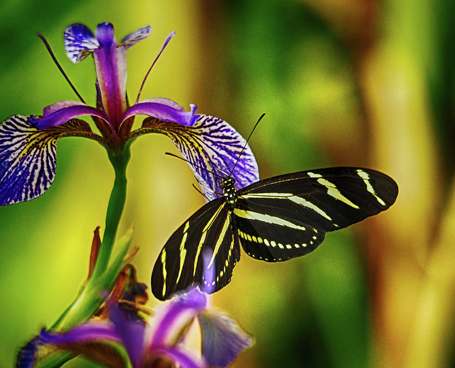 Zebra Longwing on Iris Photograph by C H Apperson