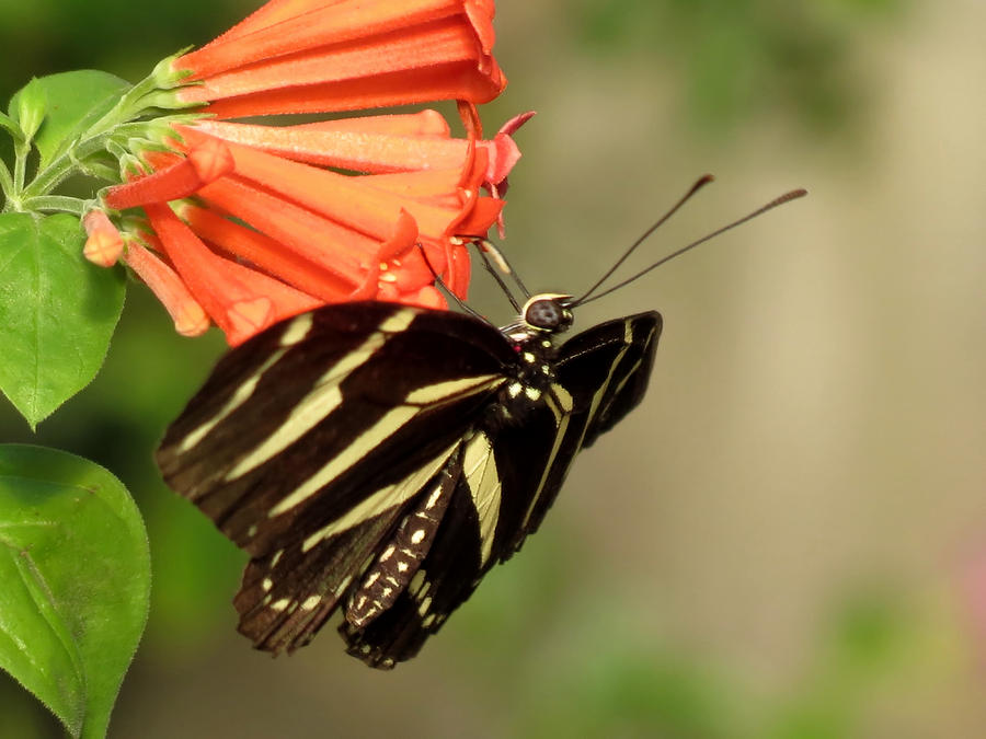 Zebra Longwing on Orange - Butterfly Floral Photograph by MTBobbins Photography