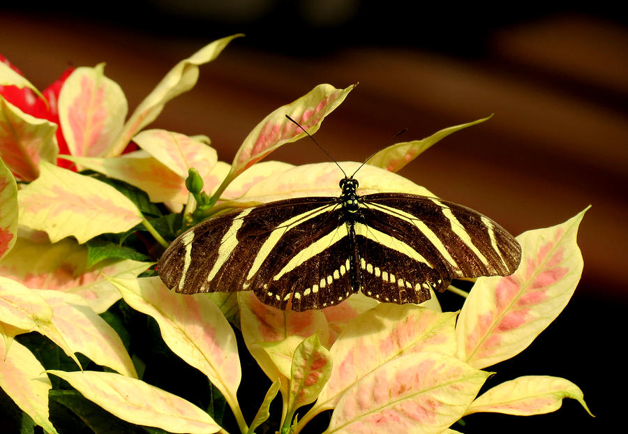 Zebra Longwing on Poinsettia Photograph by MTBobbins Photography