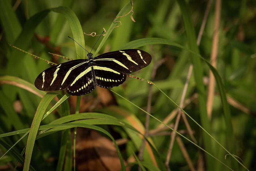 Zebra Longwing Photograph by Ray Silva