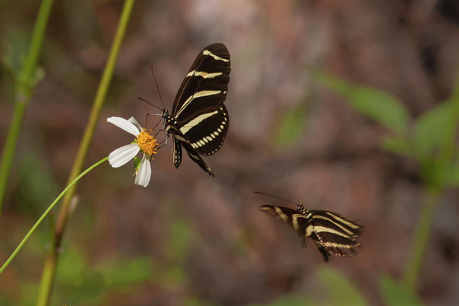 Zebra Longwings Photograph