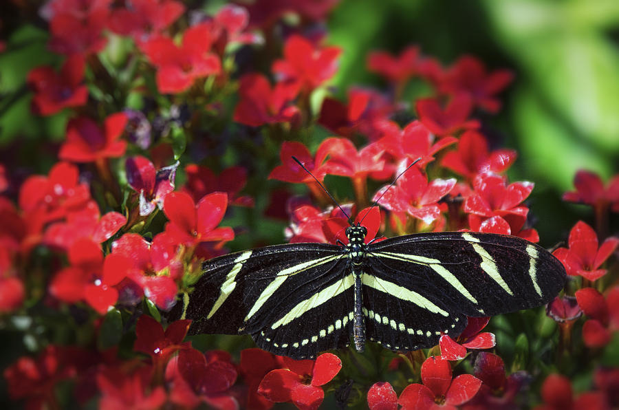 Butterfly Photograph - Zebra Lonwing Butterfly on Little Red Flowers  by Saija Lehtonen