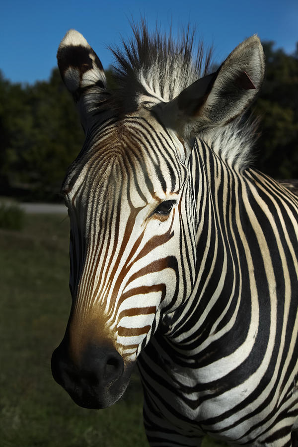 Zebra Looks Photograph by Joan Carroll