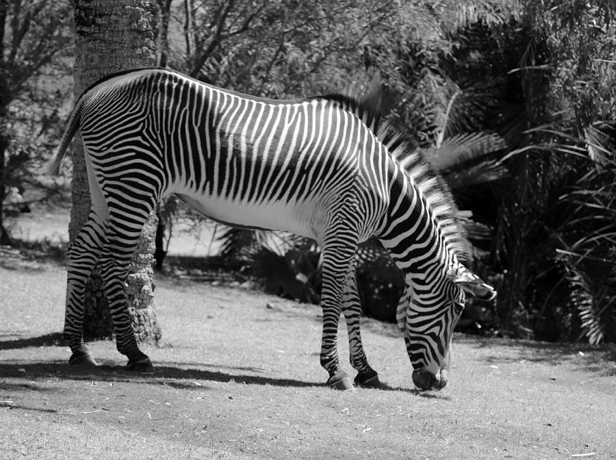 Zebra Photograph by Lorraine Baum