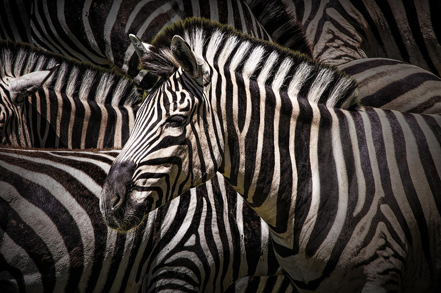 Zebra lost among the Herd Photograph by Randall Nyhof