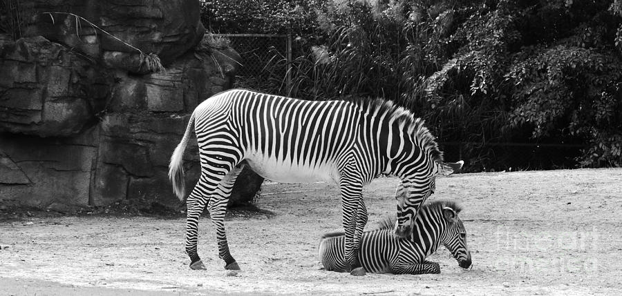 Zebra Love Photograph