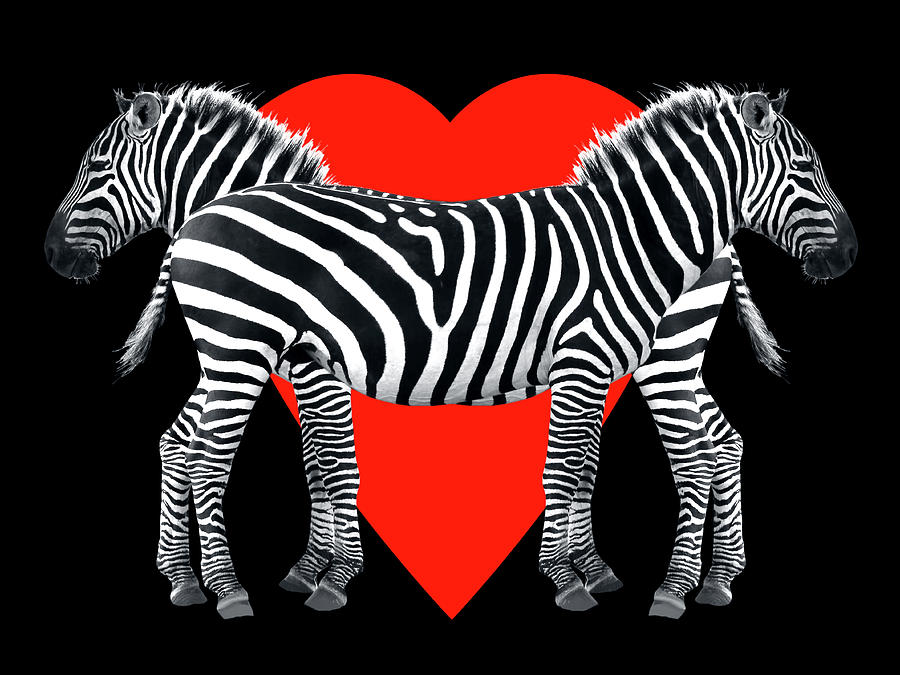 Animal Photograph - Zebra Love by Gill Billington