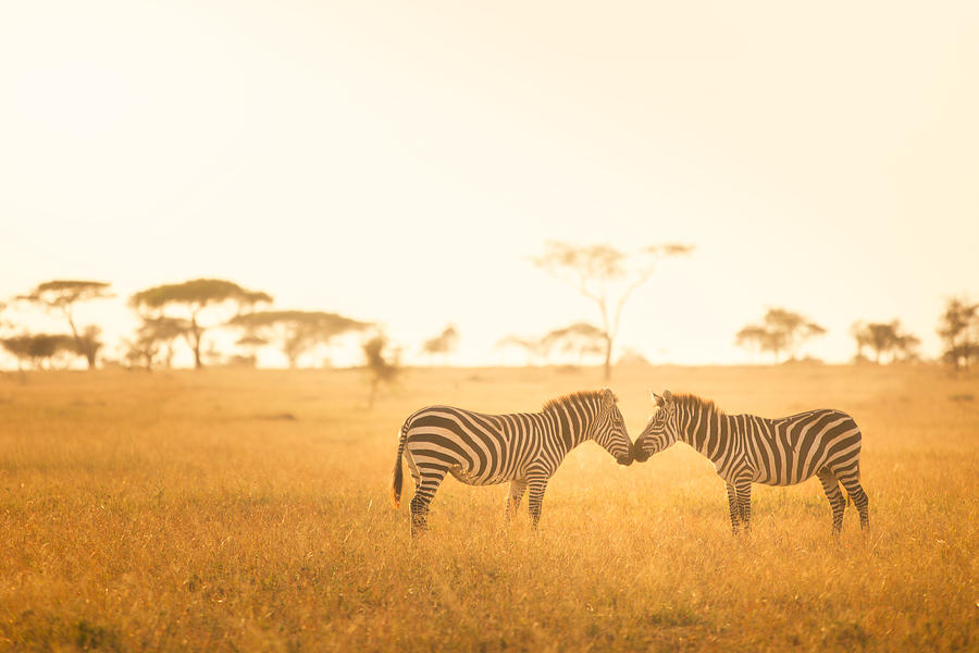 Animal Photograph - Zebra Love in the Serengeti by Daniel Nahabedian