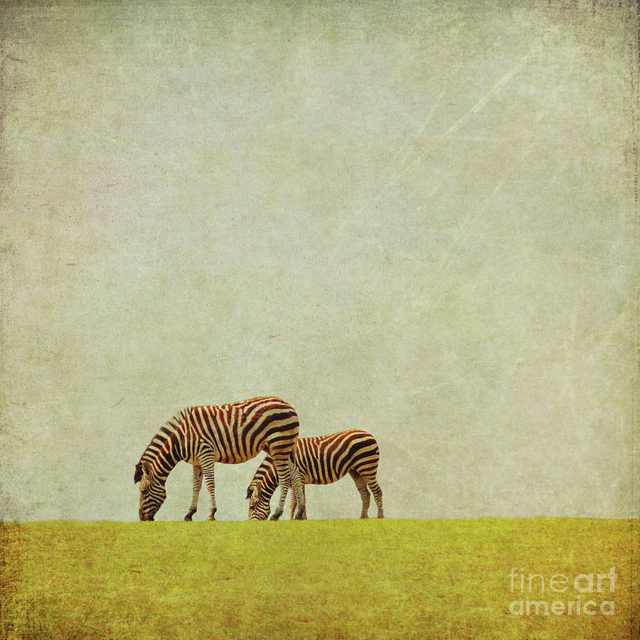 Zebra Photograph by Lyn Randle