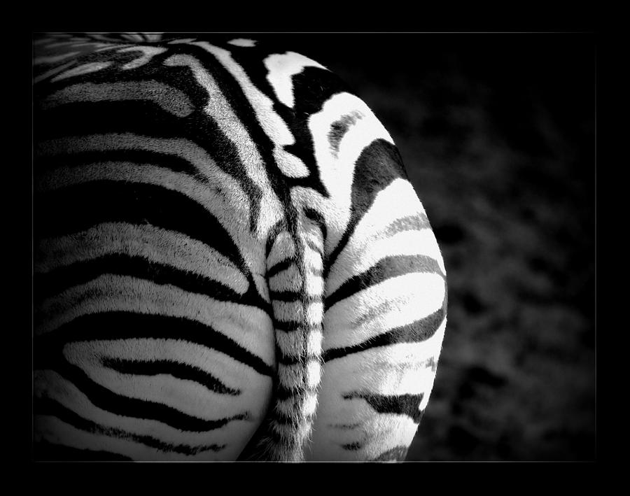 Zebra Digital Art by Lynda Art - Fine Art America