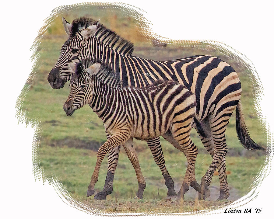 Zebra Mare And Foal  Digital Art by Larry Linton