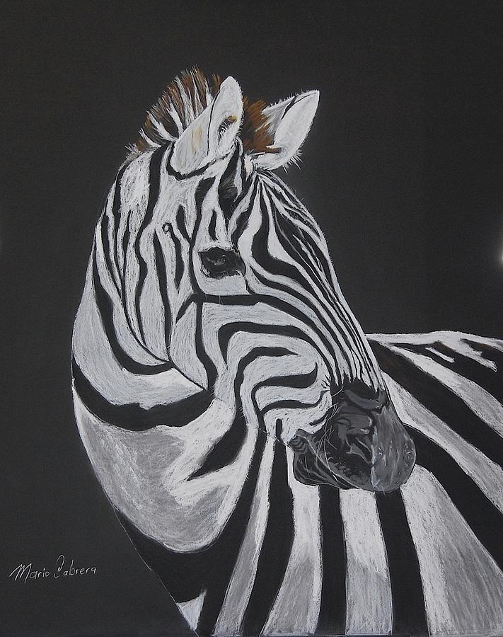 Zebra Drawing by Mario Cabrera
