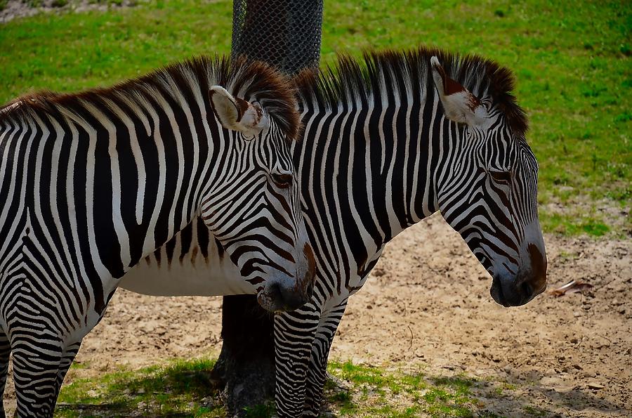 Zebra  Photograph by Mark J Dunn