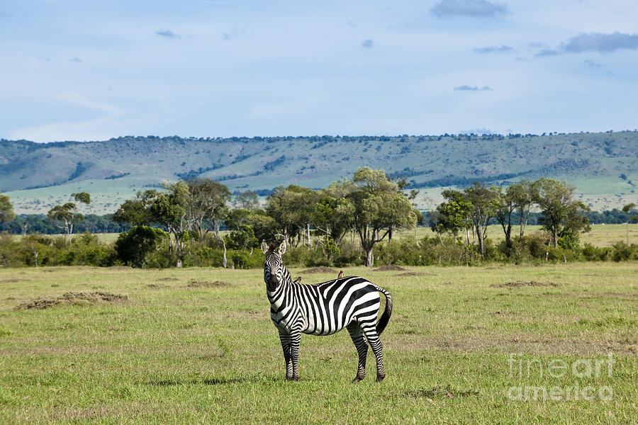 Zebra, Masai Mara, Kenya Photograph by Monika Bhm