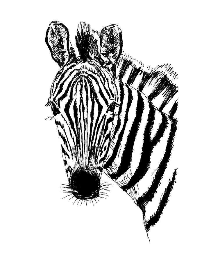 Zebra ink Drawing by Masha Batkova