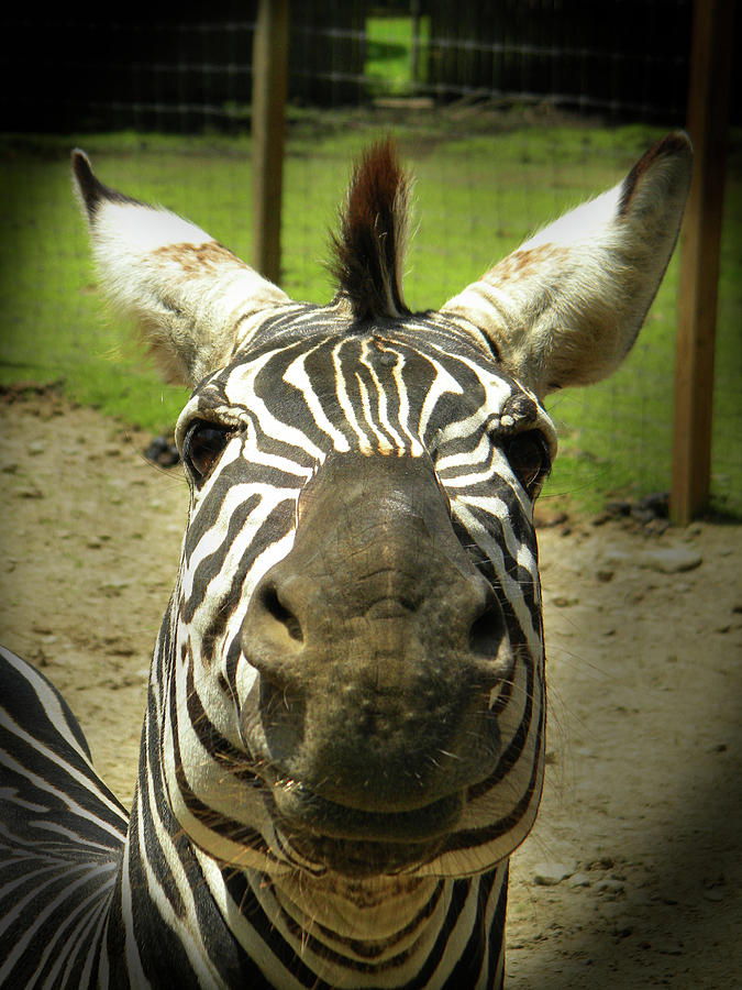 goofy zebra