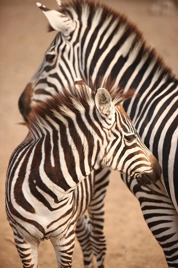 Animal Painting - Zebra Mom and Baby by Lisa Semler