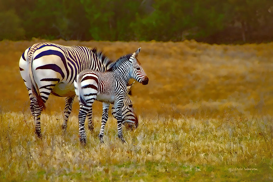 Zebra Mom and Foal Photograph by Dyle   Warren