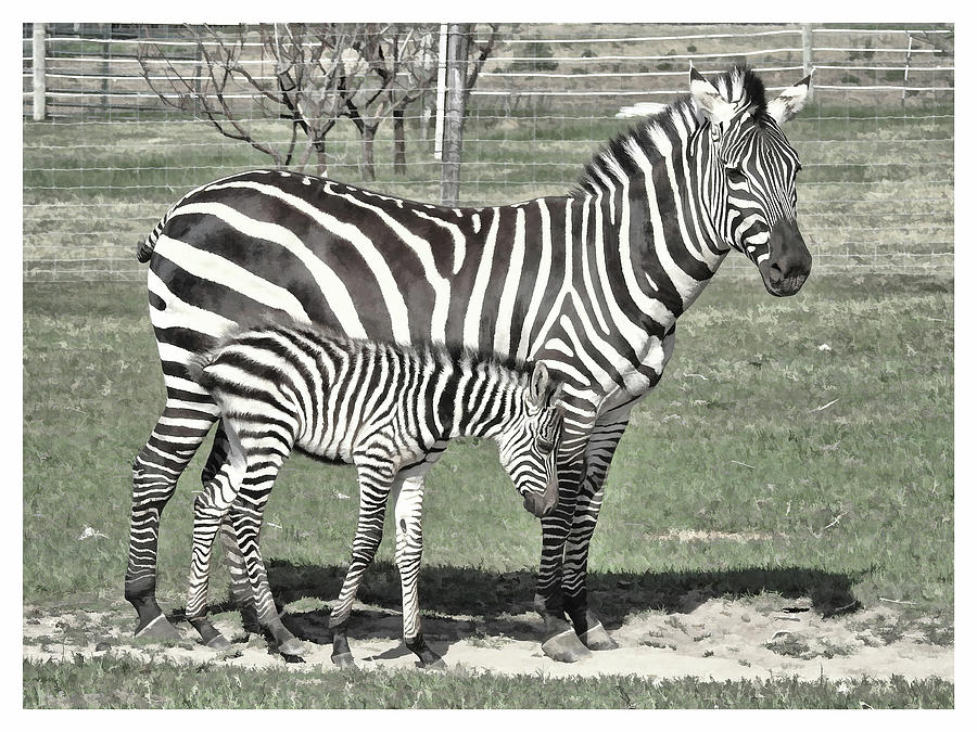 Zebra Momma And Baby Photograph