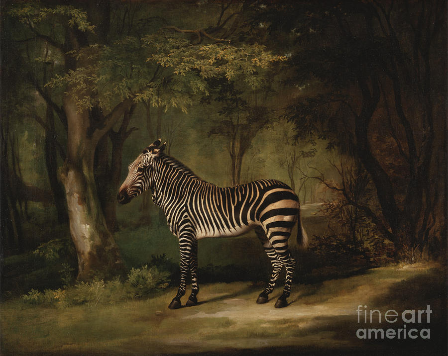 Zebra Painting - Zebra by MotionAge Designs