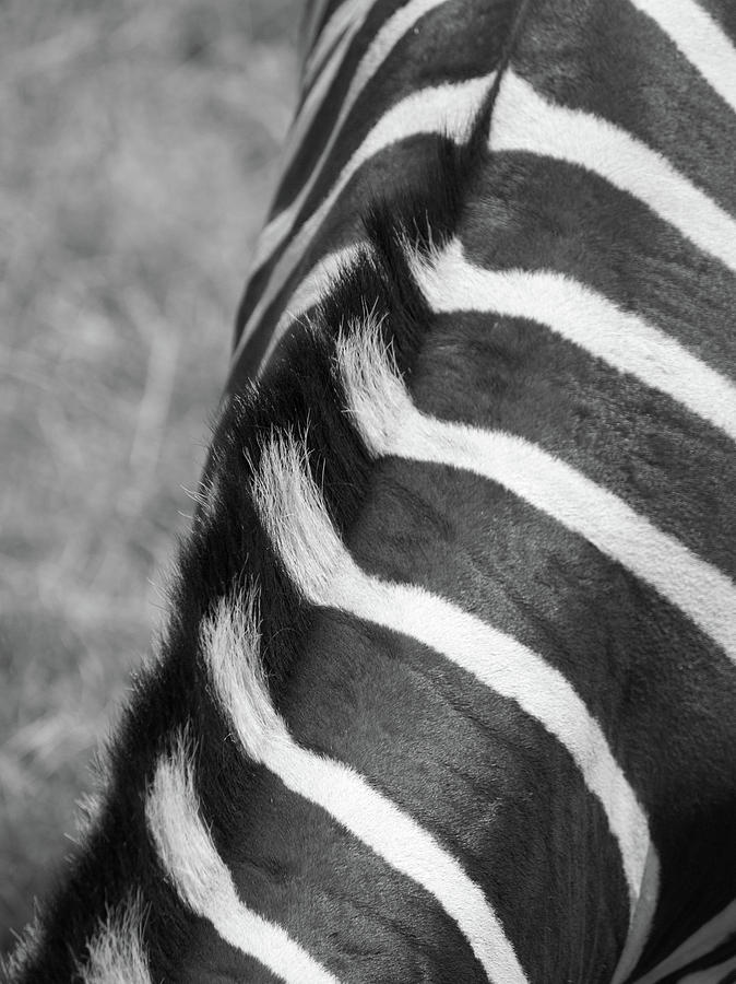 Zebra Neck Photograph by Martin Daly - Fine Art America