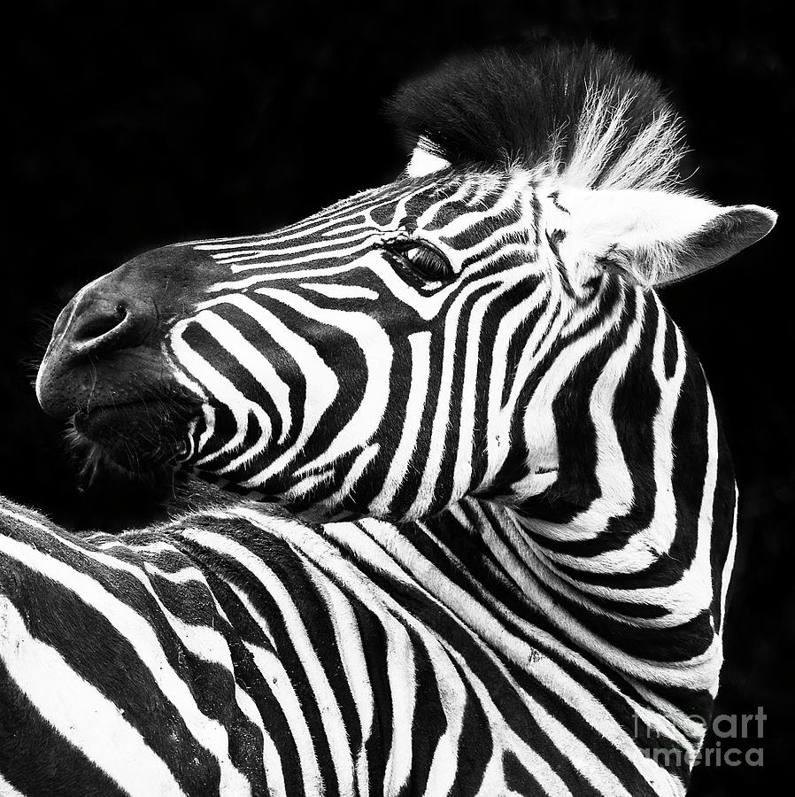 Zebra - Oblio Jr. Square Photograph by Sonya Lang