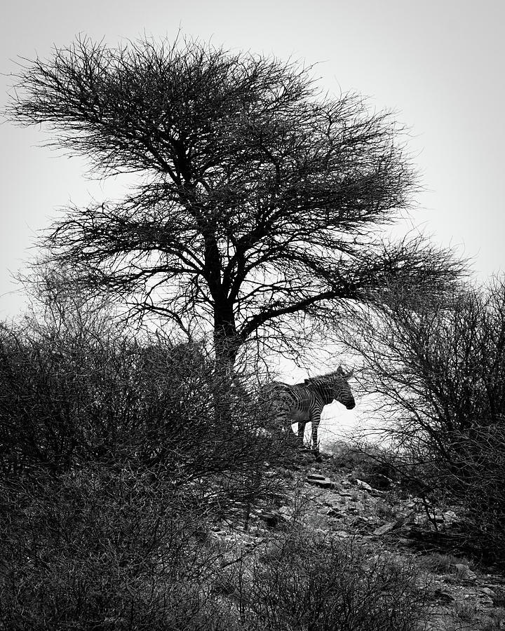 Zebra on a Hill  Photograph by Ernest Echols