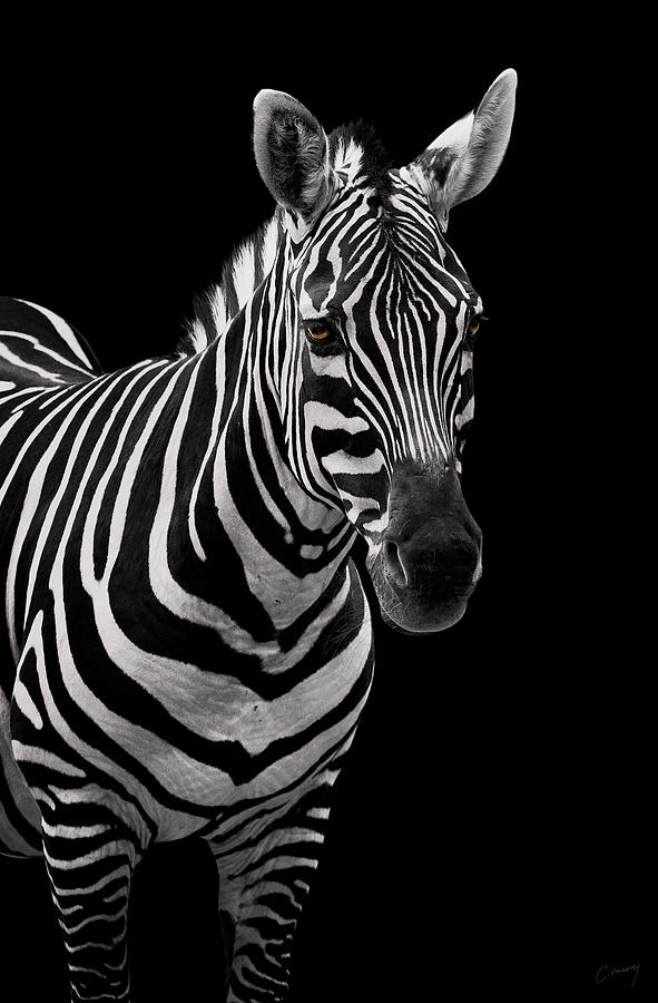 Zebra On Black Photograph
