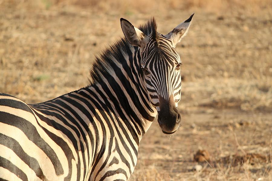 Zebra on Masai Mara Photograph by Robert Edmanson-Harrison