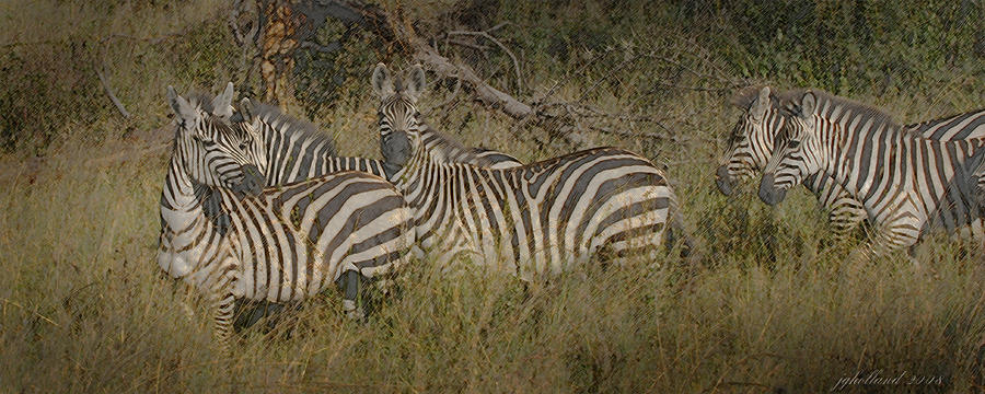 Zebra on the Serengeti Digital Art by Joseph G Holland