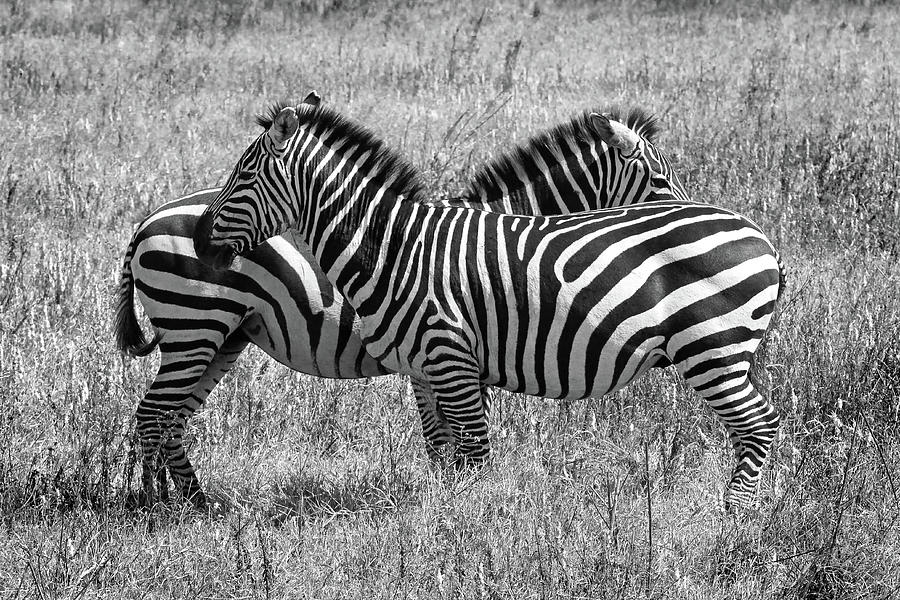 Zebra Pair in Africa Photograph by Gill Billington