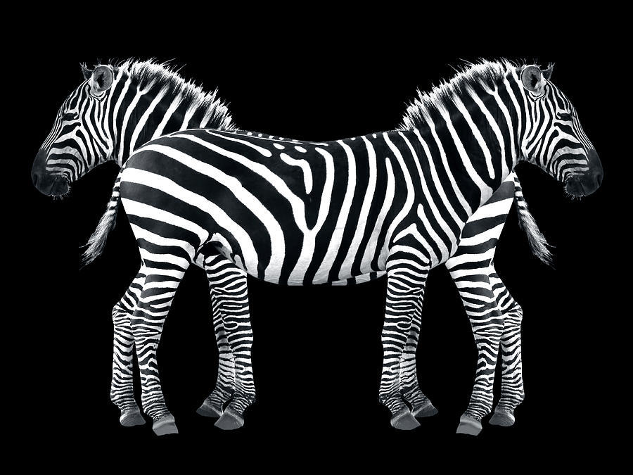 Animal Photograph - Zebra Pair On Black by Gill Billington