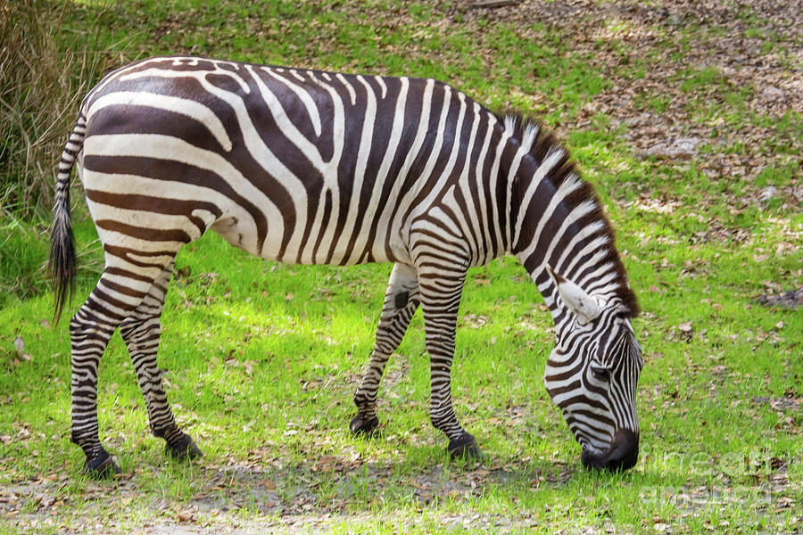 Zebra Photograph by Pamela Williams