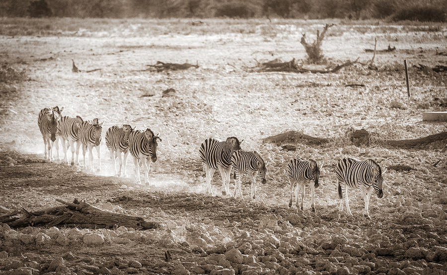 Zebra Parade Photograph by Duane Miller