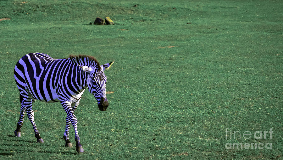 Zebra Photograph by PatriZio M Busnel