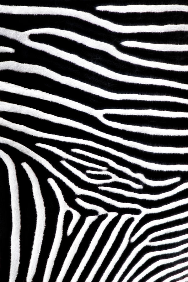Zebra Pattern - A Very Close Look Photograph by Mitch Spence
