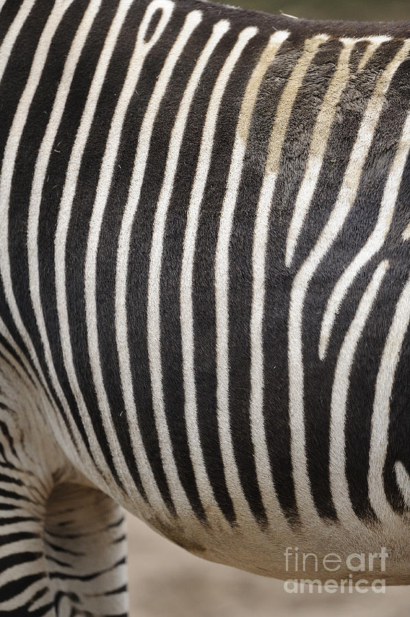Zebra Pattern Photograph by David & Micha Sheldon
