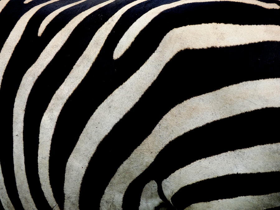 Zebra Pattern Photograph by Julie Pappas