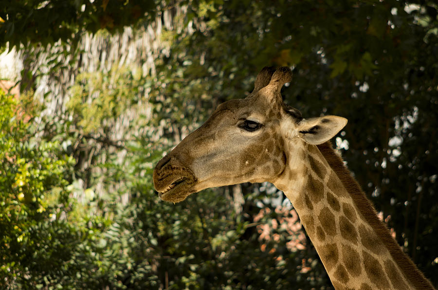 Giraffe Photograph by Paulo Goncalves