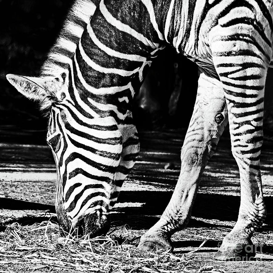 Black And White Photograph - Zebra Portrait Black and White by Kaye Menner by Kaye Menner