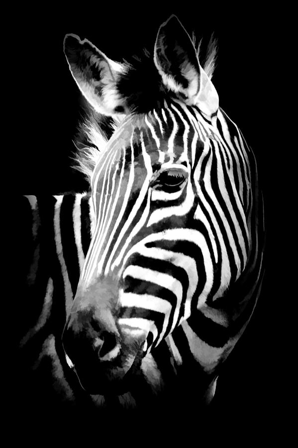 Zebra Portrait Black and White II Photograph by Athena Mckinzie