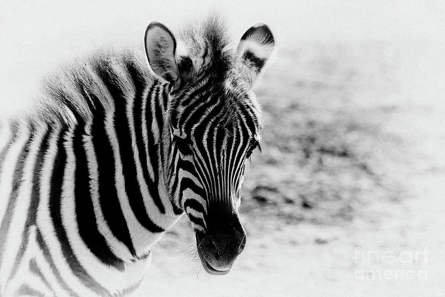 Zebra Portrait I Photograph by Teresa Zieba