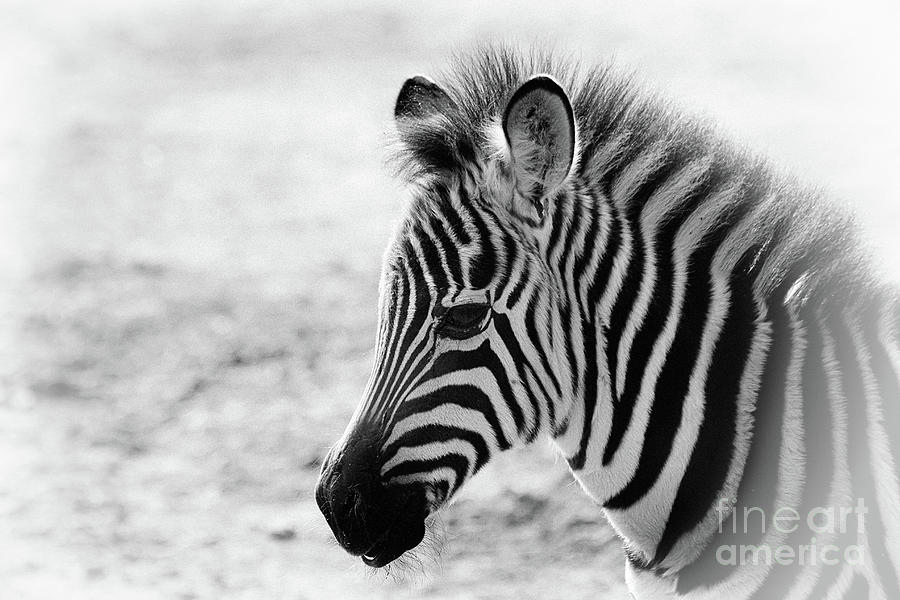 Zebra Portrait II Photograph by Teresa Zieba - Fine Art America