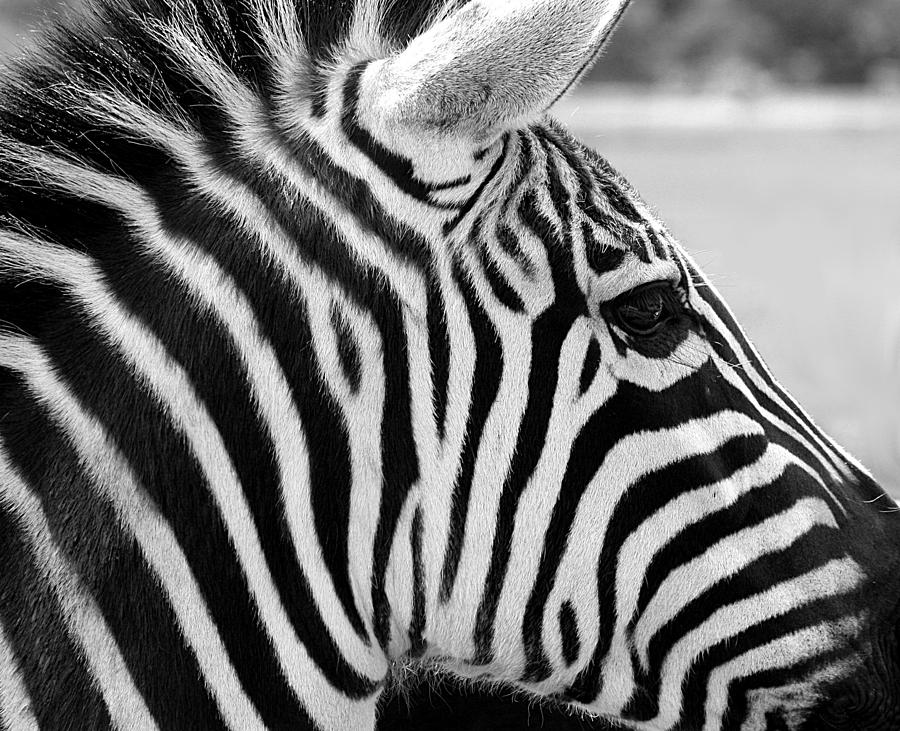 Zebra Portrait in Black and White Photograph by Sheila Brown