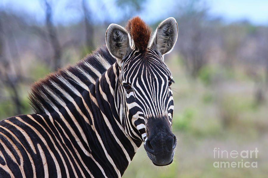 Zebra Portrait Photograph by Jennifer Ludlum