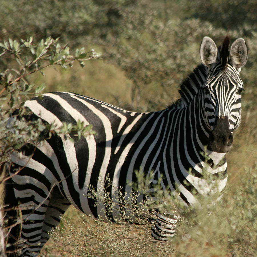 Zebra Portrait Photograph by Karen Zuk Rosenblatt